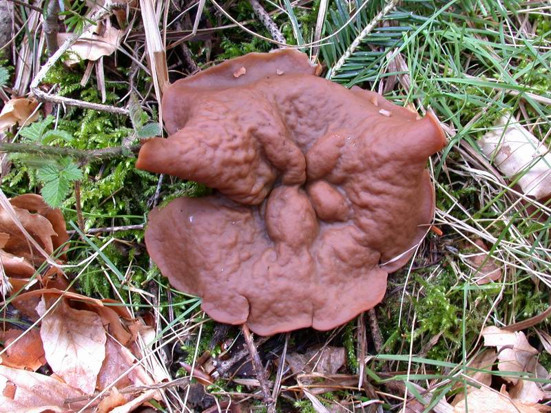 Mycoflora Toscana - Funghi  del tardo inverno e primaverili